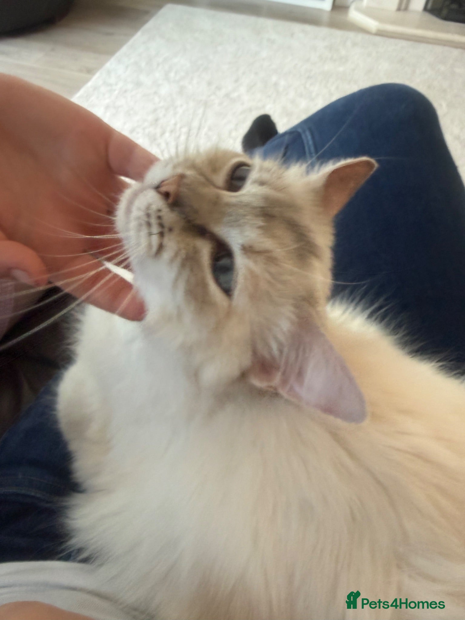 Mixed Breed cats Gorgeous Ragdoll X Kittens available now  - Advert 1