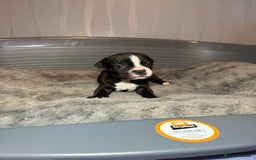 Staffordshire Bull Terrier dogs for sale: Staffordshire bull terrier puppy’s  - Image 26