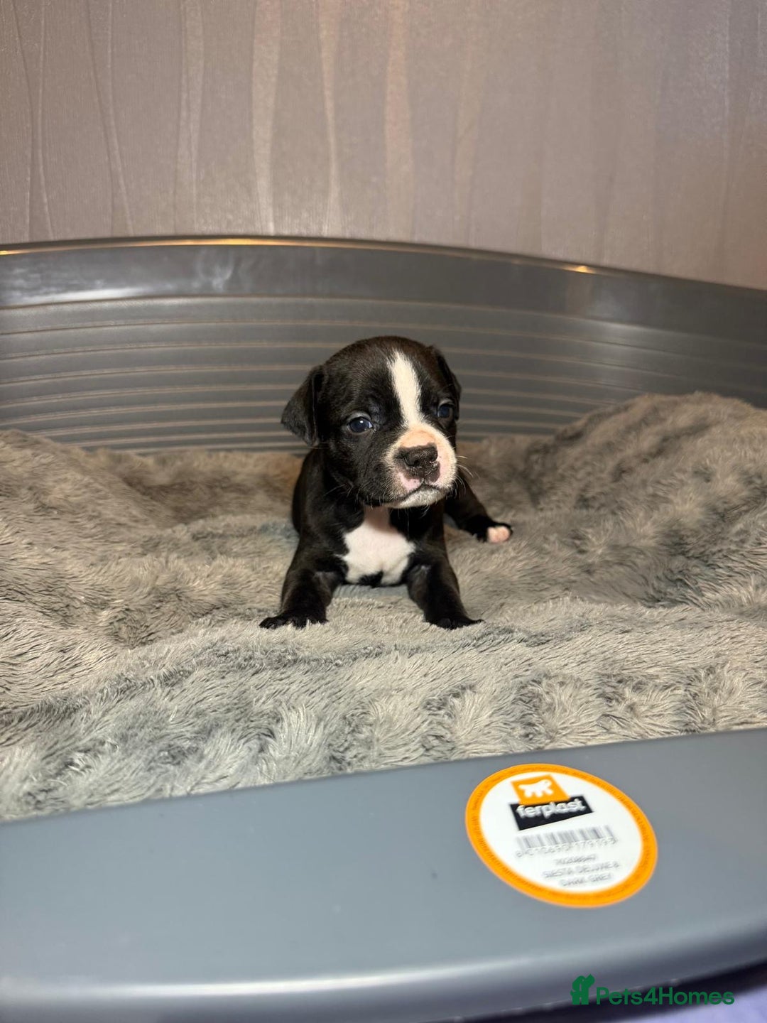 Staffordshire Bull Terrier dogs for sale: Staffordshire bull terrier puppy’s  - Image 26