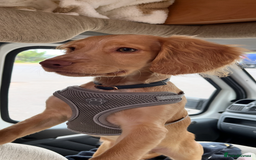 English Springer Spaniel dogs for sale: Working cocker Spaniel  - Image 4