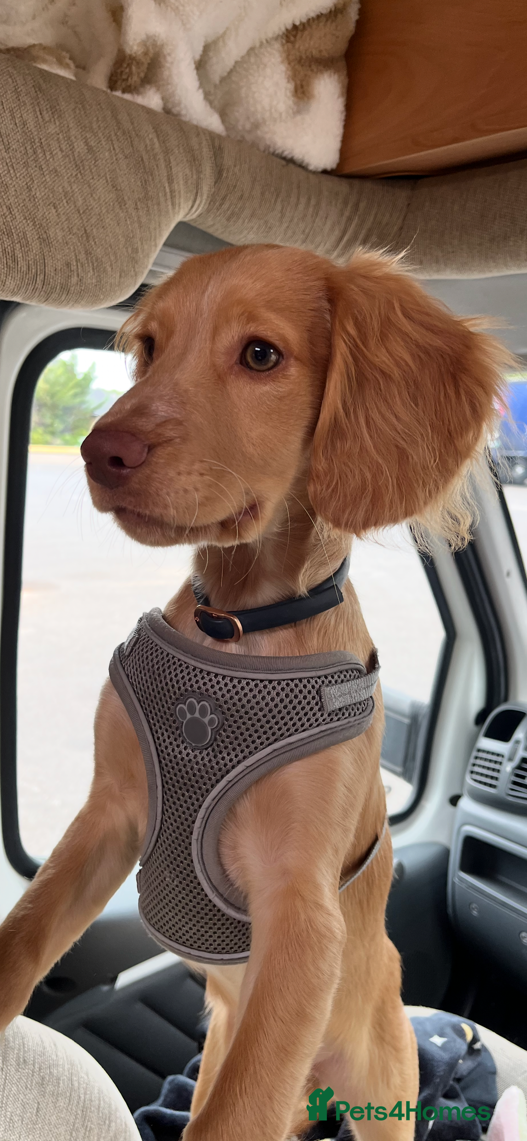 English Springer Spaniel dogs for sale: Working cocker Spaniel  - Image 4