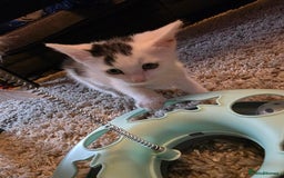 Mixed Breed cats for sale: 3 beautiful kittens - Image 3