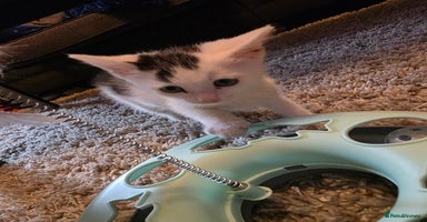 Mixed Breed cats - Advert 8