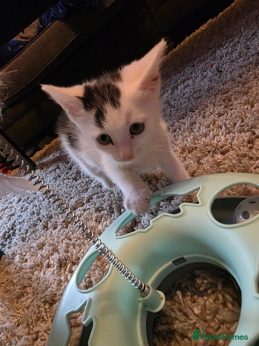 Mixed Breed cats for sale: 3 beautiful kittens - Image 3