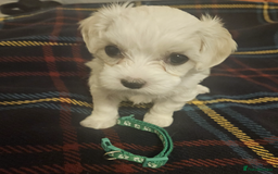Maltese dogs for sale: 5 Male KC Maltese Puppies - Image 13
