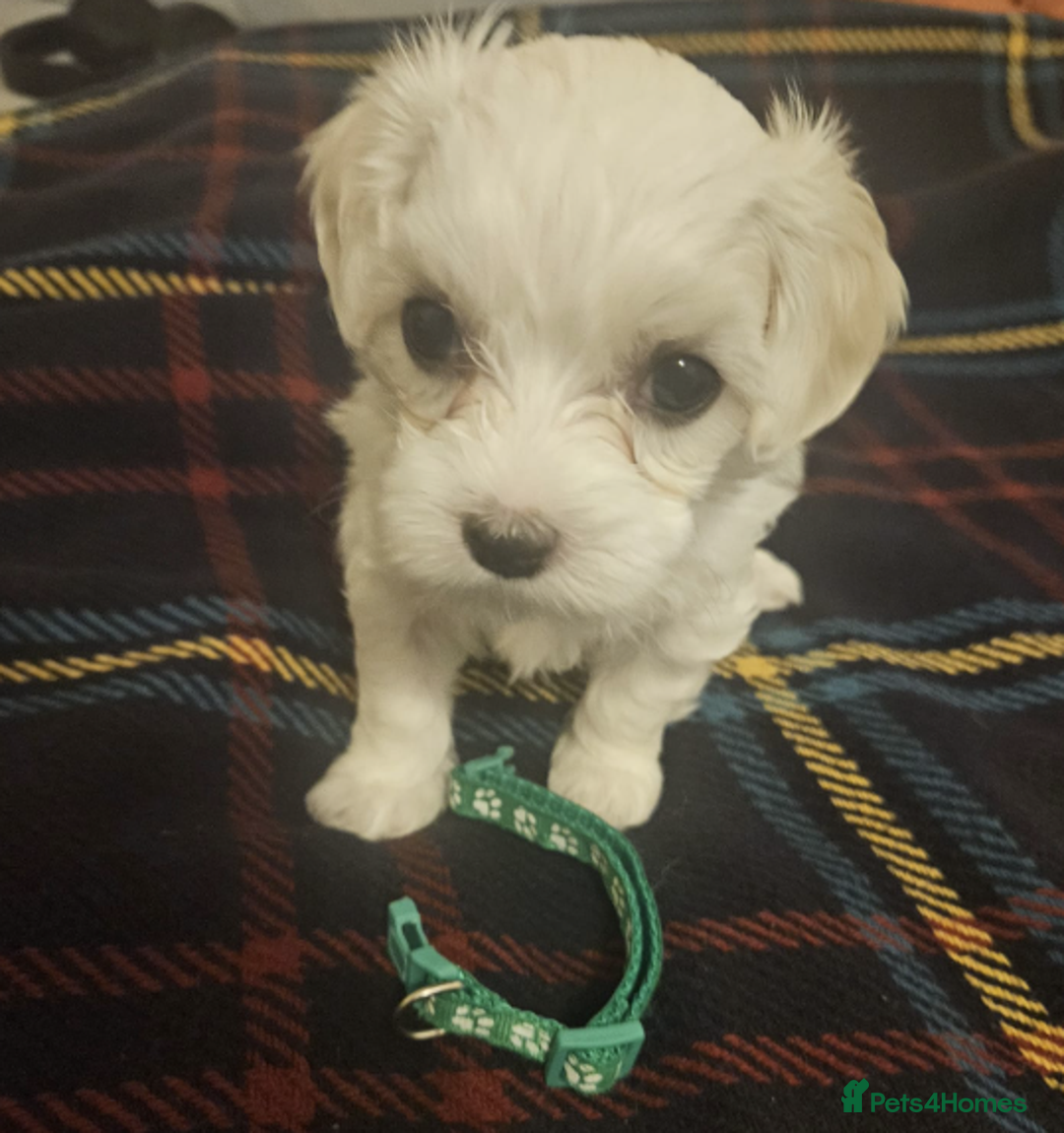 Maltese dogs for sale: 5 Male KC Maltese Puppies - Image 13