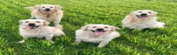 Golden Retriever dogs for sale: Gorgeous Golden Retriever Puppies Raised With Love - Advert 13