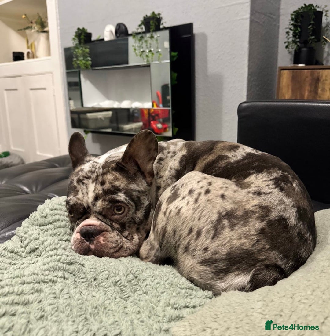 French Bulldog dogs for sale: French bulldog - Advert 8