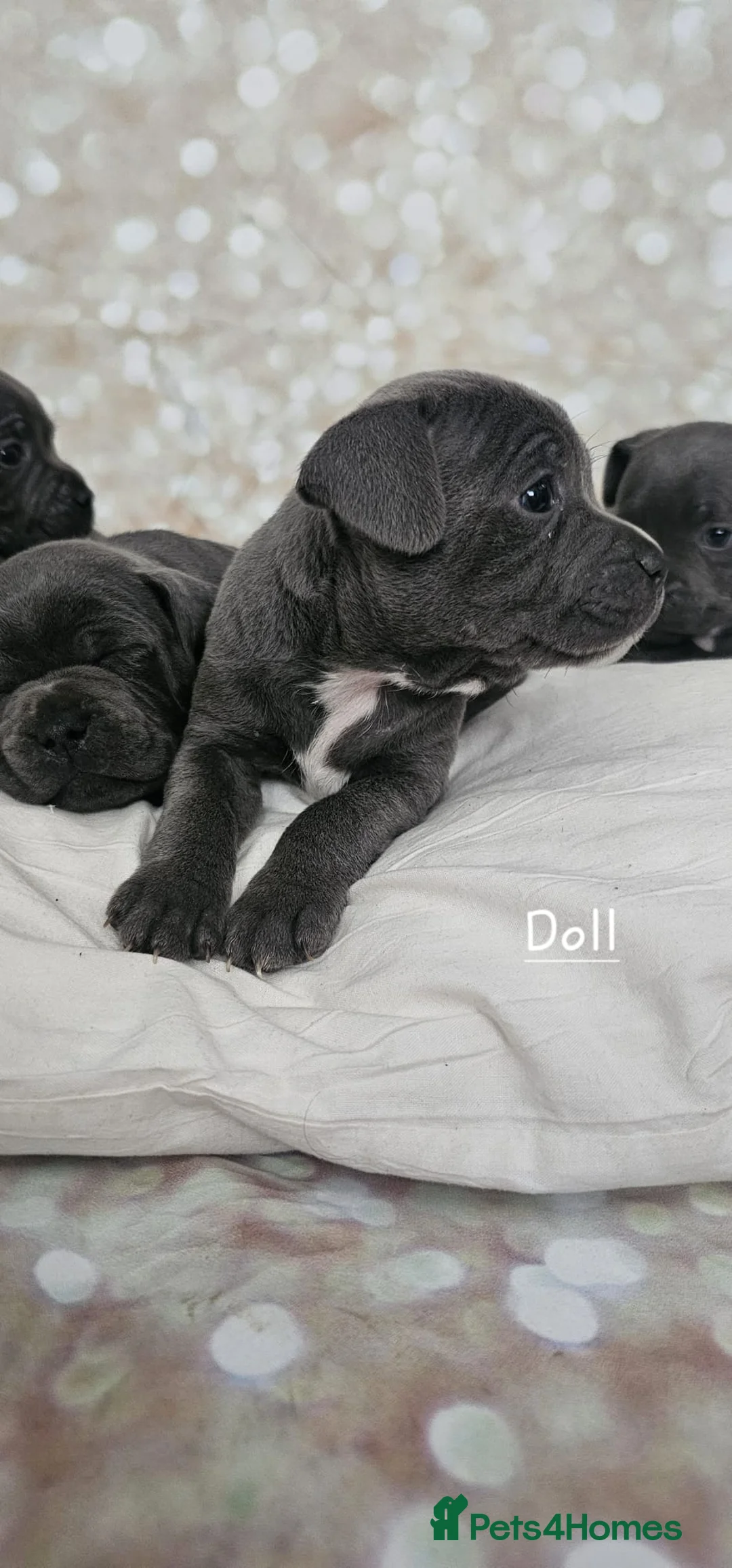 Staffordshire Bull Terrier dogs for stud: Stud  in Godalming - Advert 21