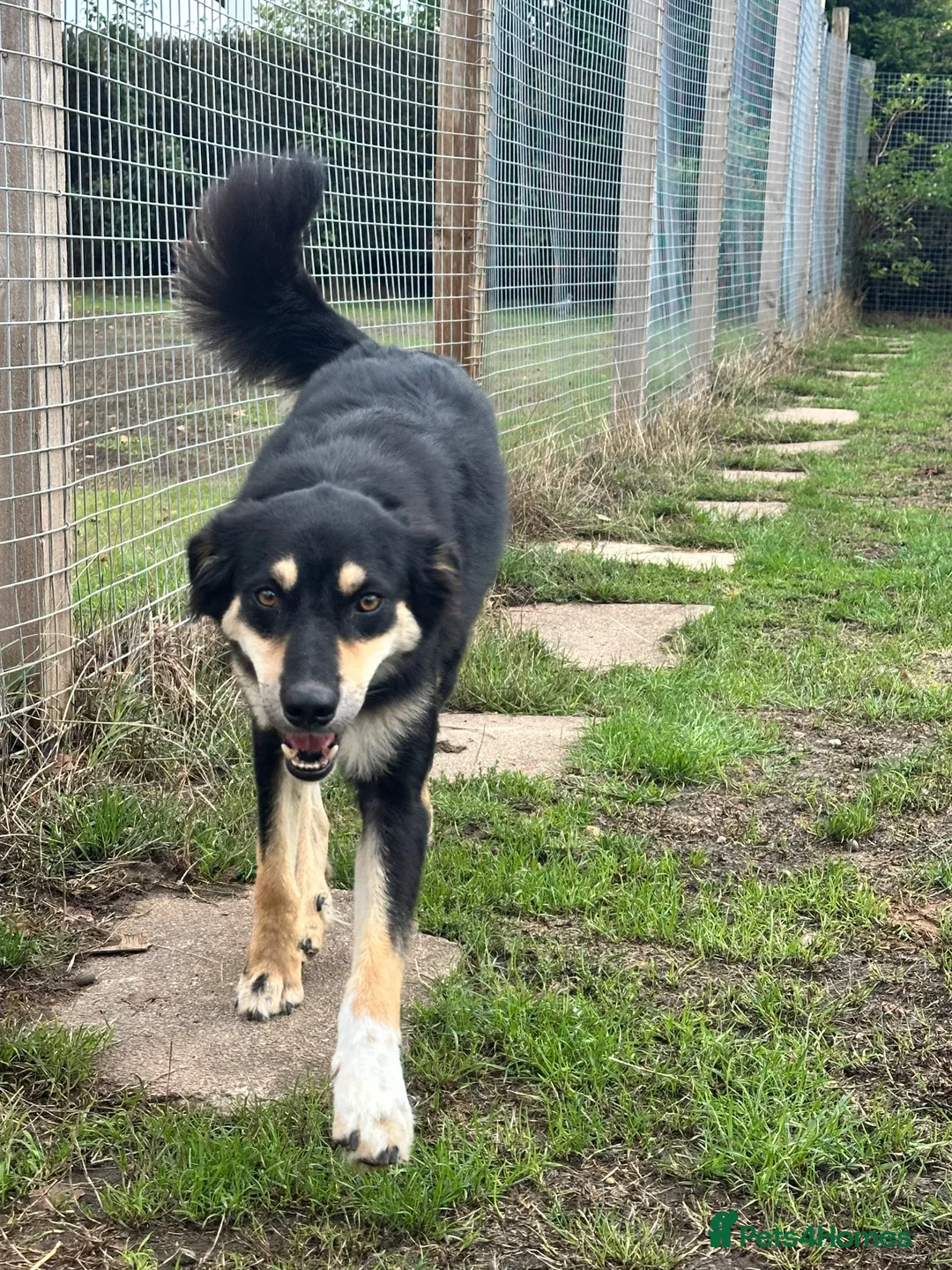 Mixed Breed dogs for adoption: Aspen is in emergency kennels - Advert 6