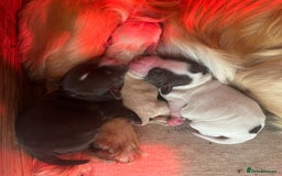 Cocker Spaniel dogs for sale: KC FTCH working cocker spaniel puppy’s  - Image 7