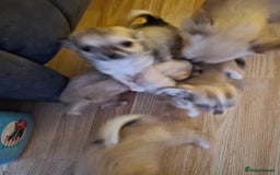 Chihuahua dogs for sale: Long haired chihuahua  - Image 11