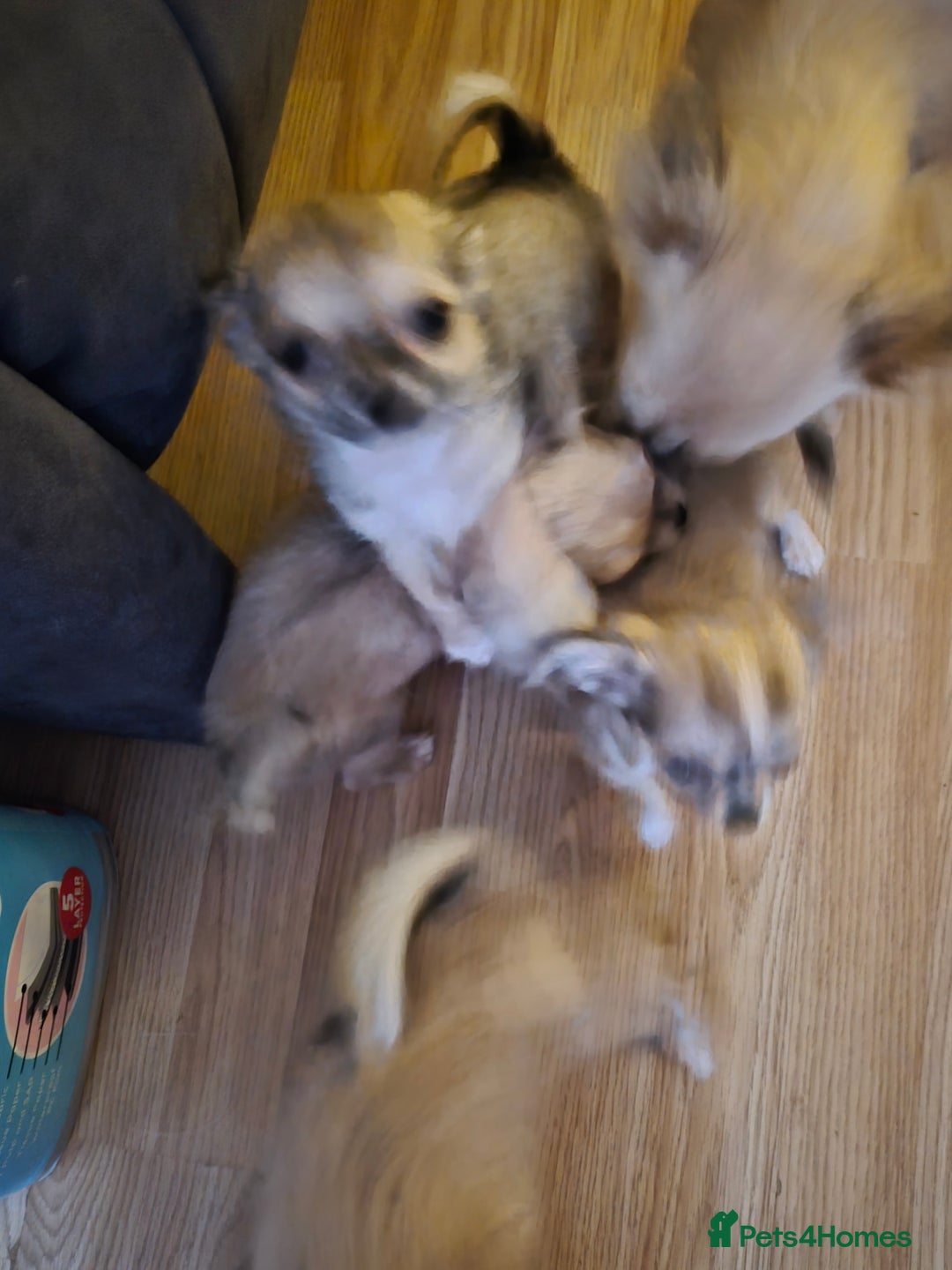 Chihuahua dogs for sale: Long haired chihuahua  - Image 11