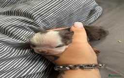 Mixed Breed dogs for sale: Old Tyme bulldogs f1  - Image 5