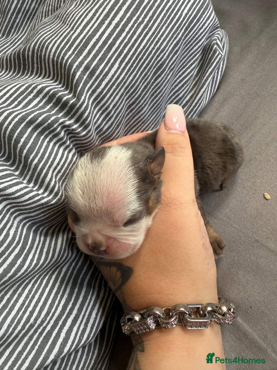 Mixed Breed dogs for sale: Old Tyme bulldogs f1  - Image 5