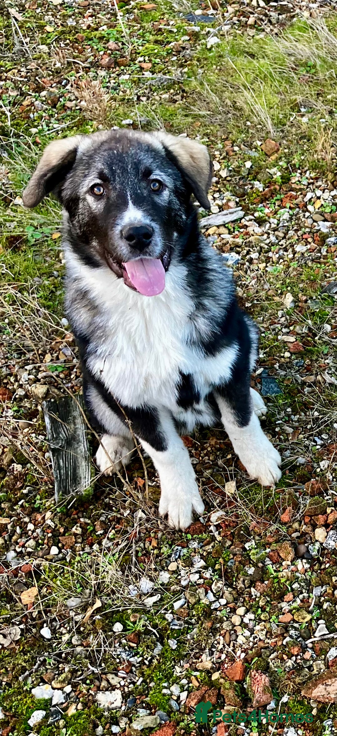Mixed Breed dogs for sale: READY NOW! Pure Husky x Caucasian Shepherd - Advert 7