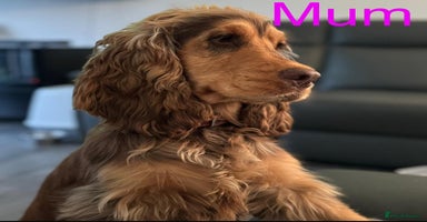 Cocker Spaniel dogs Superb show type cocker spaniel puppies.  - Advert 12