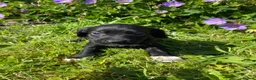 Bocker dogs for sale: Beautiful Beagle x cocker spaniel puppies  - Advert 8