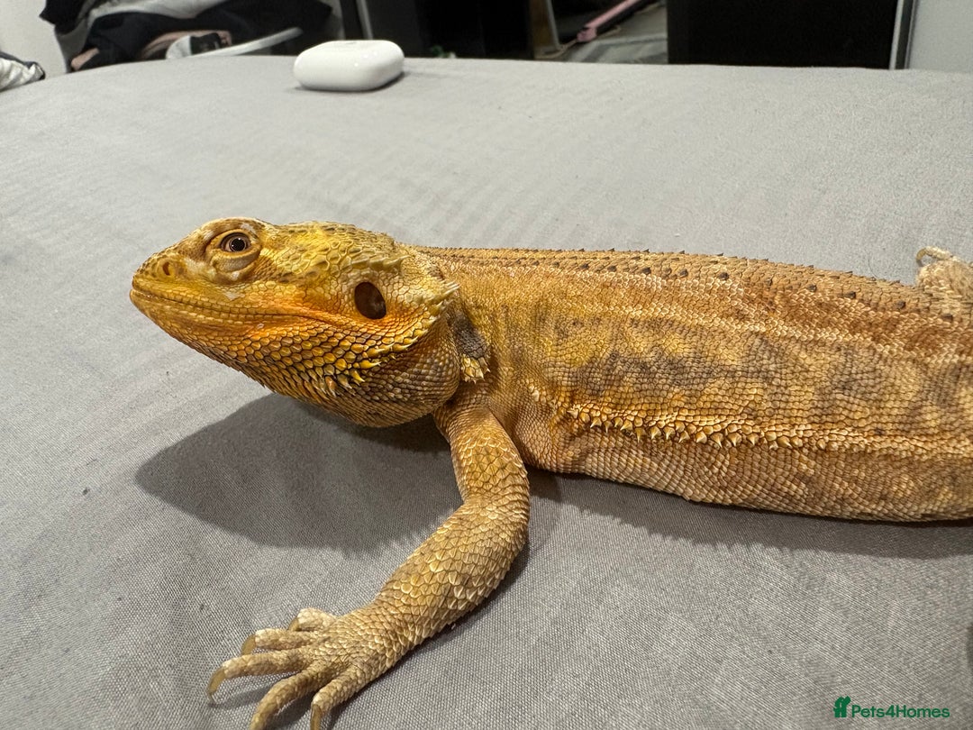 Bearded Dragon reptiles for sale: Citrus leatherback Bearded dragon - Advert 1