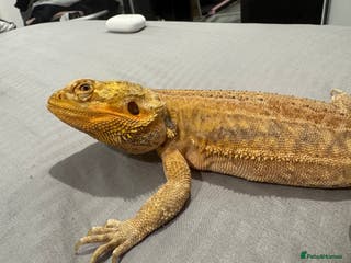 Bearded Dragon reptiles Bearded dragon - Advert 10