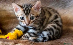Bengal cats for sale: Stunning Bengal kittens  - Image 2