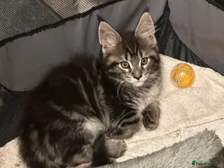 Maine Coon cats for sale: Tica Active Kittens ready now - Advert 1