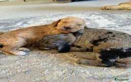 Cockapoo dogs for sale: Cockapoo Pups - Image 10
