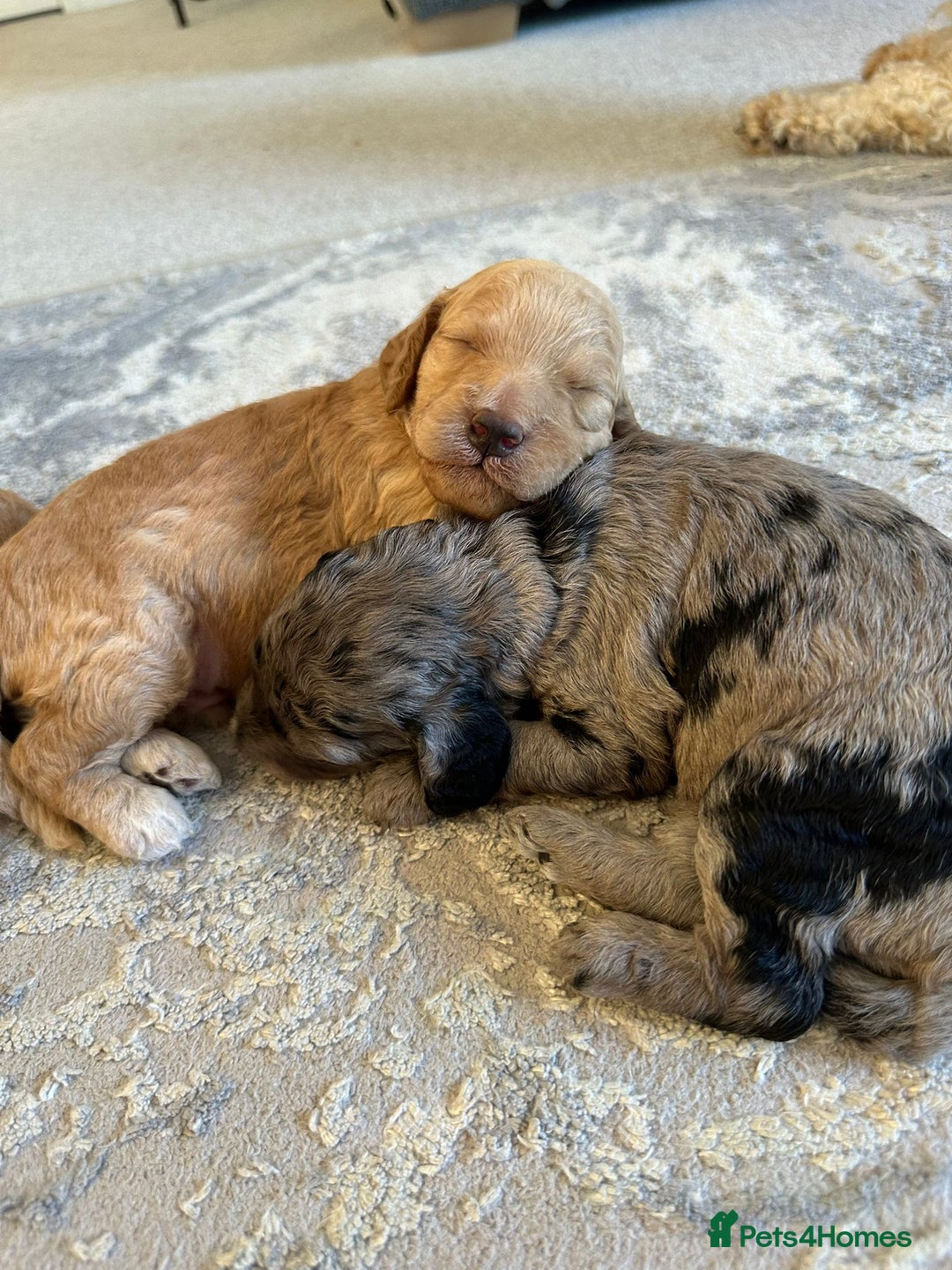 Cockapoo dogs for sale: Cockapoo Pups - Image 10