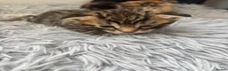 Mixed Breed cats for sale: Kittens  - Advert 6