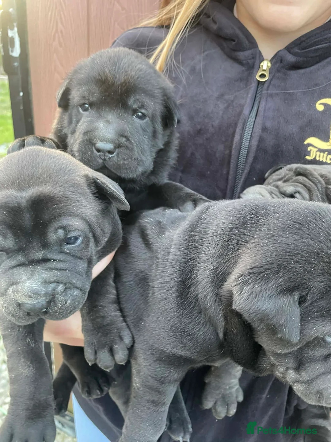 Mixed Breed dogs for sale: 5 Shar Pei x Labrador pups  - Advert 2