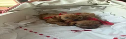 Cavapoo dogs for sale: Red Toy cavapoo in Newark - Advert 14