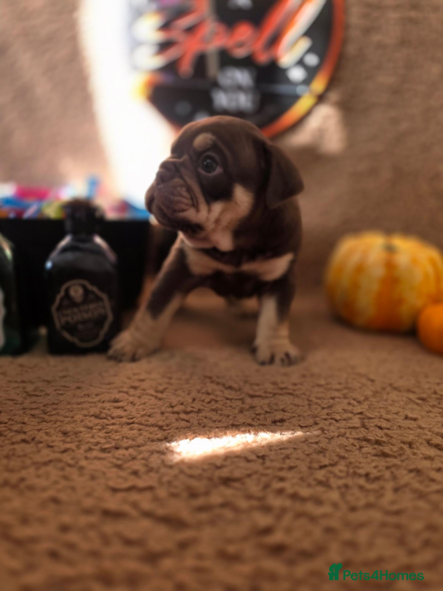 English Bulldog dogs Stunning DWKC Registered English Bulldog Puppies - Advert 5