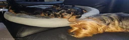 Yorkshire Terrier dogs for sale: 🐶 💖Pedigree Yorkshire Terrier Puppies💖 🐶 - Advert 34
