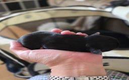 Yorkshire Terrier dogs for sale: 🌸 🐶Adorable Puppies Looking for Homes 🌸 - Image 7