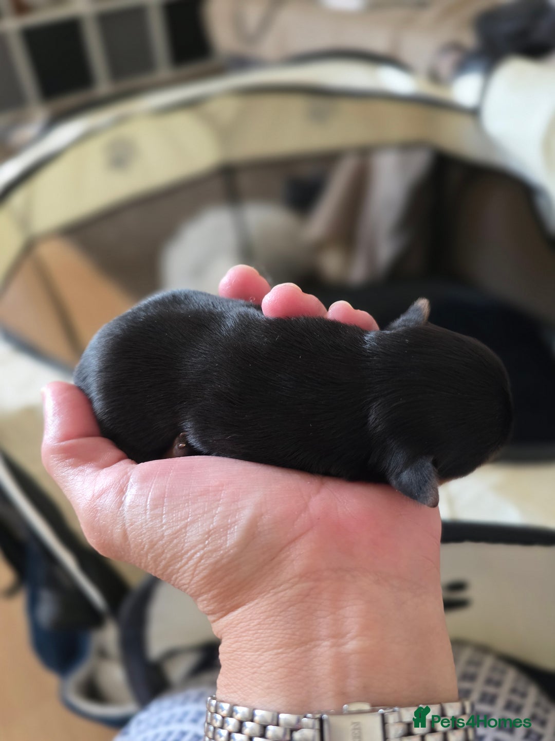Yorkshire Terrier dogs for sale: 🌸 🐶Adorable Puppies Looking for Homes 🌸 - Image 7