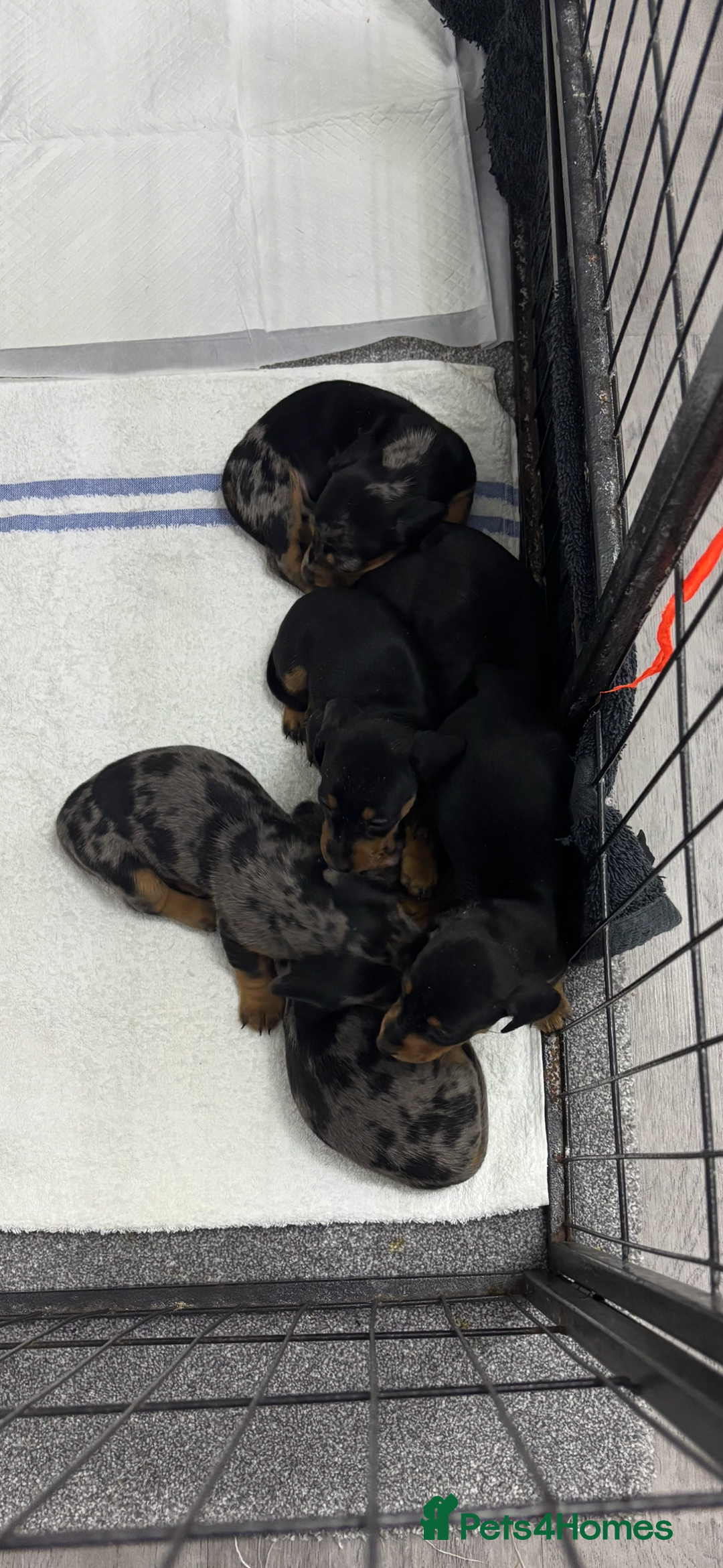 Miniature Dachshund dogs for sale: Miniature dachshund puppies  - Advert 15