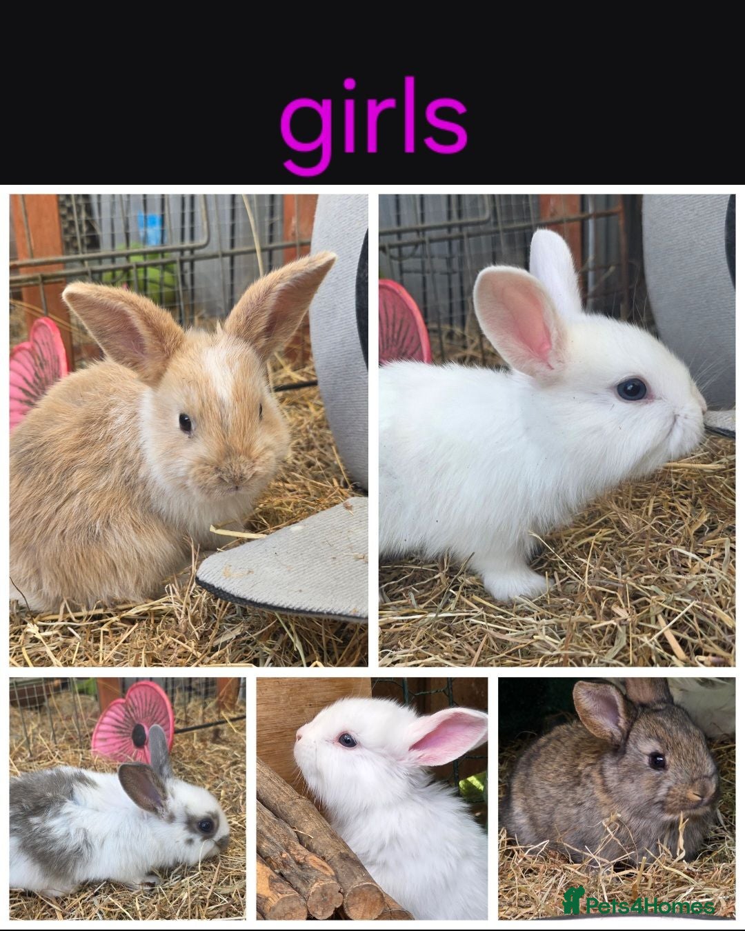 Mixed Breed rabbits Beautiful little of mixed giants  - Advert 13