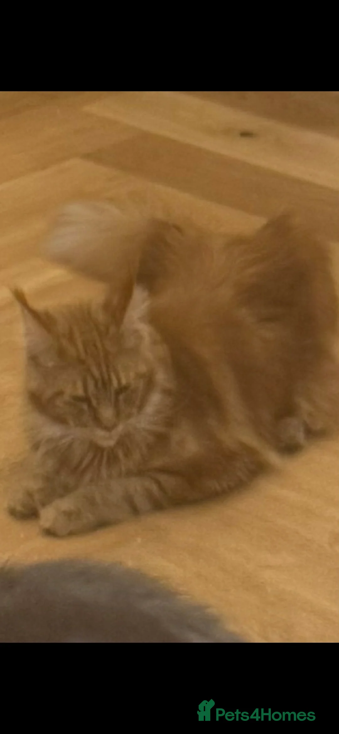 Maine Coon cats for sale: Studs and Queens  in Dumbarton - Advert 2