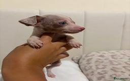 Chiweenie dogs for sale: CHIWEENIES, MICROCHIPPED,VACCINATED,HEALTHCHECKED! - Advert 13