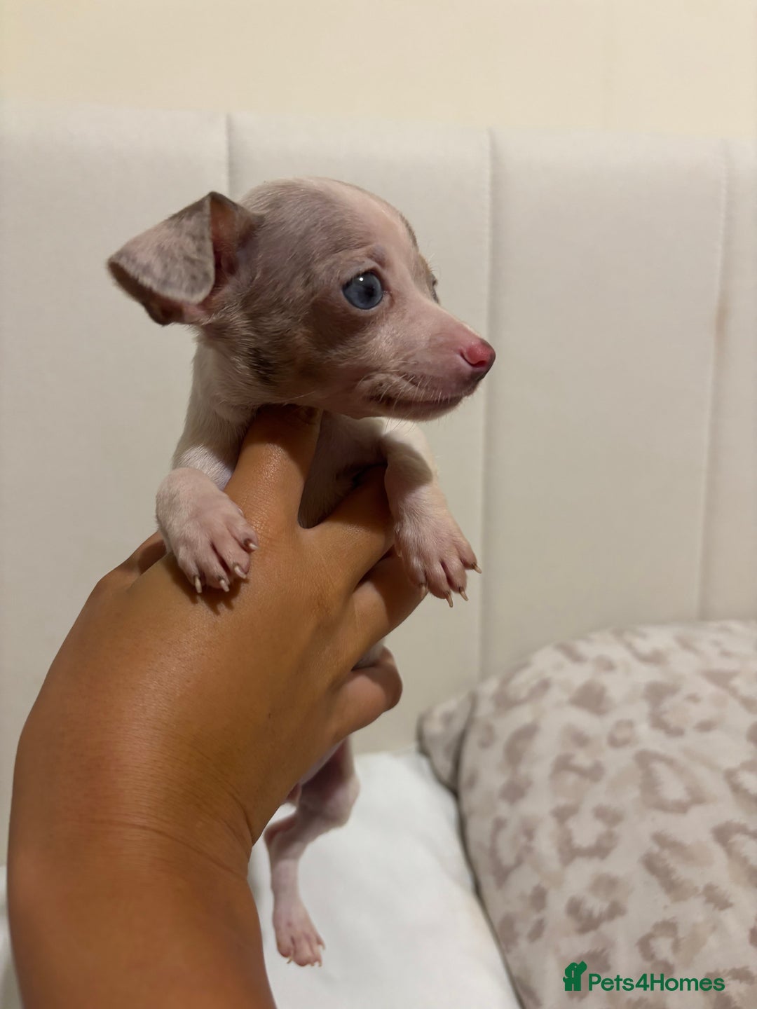 Chiweenie dogs for sale: CHIWEENIES, MICROCHIPPED,VACCINATED,HEALTHCHECKED! - Advert 13