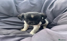 Cockerdor dogs for sale: Spaniel x lab  - Image 2