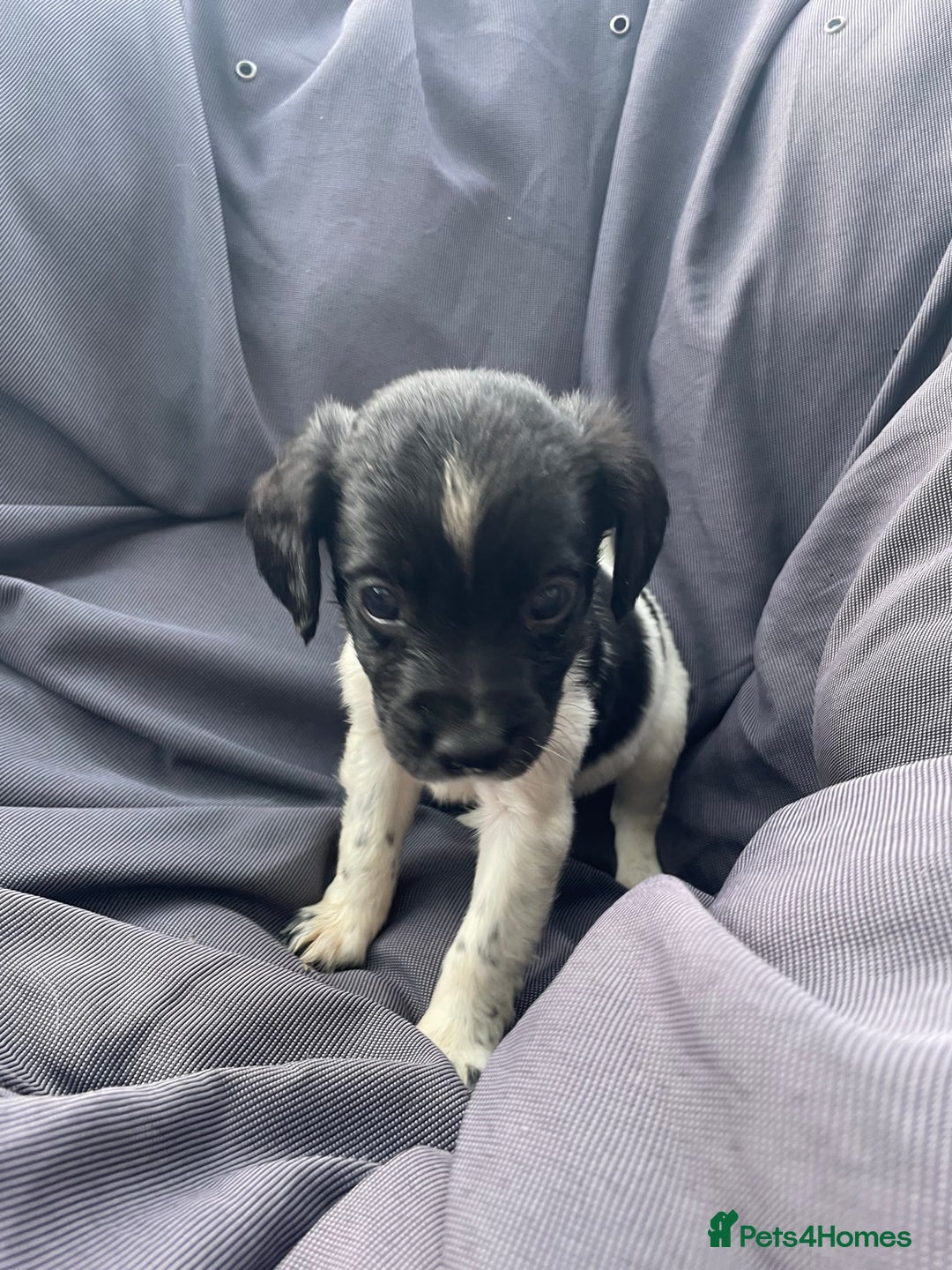 Cockerdor dogs for sale: Spaniel x lab  - Image 2