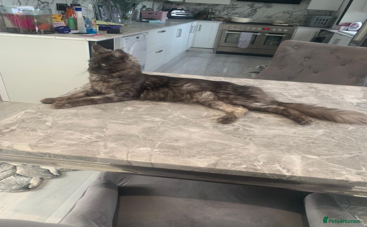 Maine Coon cats - Advert 1