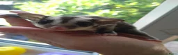 Sugar Glider rodents for sale: Stunning baby sugar gliders  - Advert 11