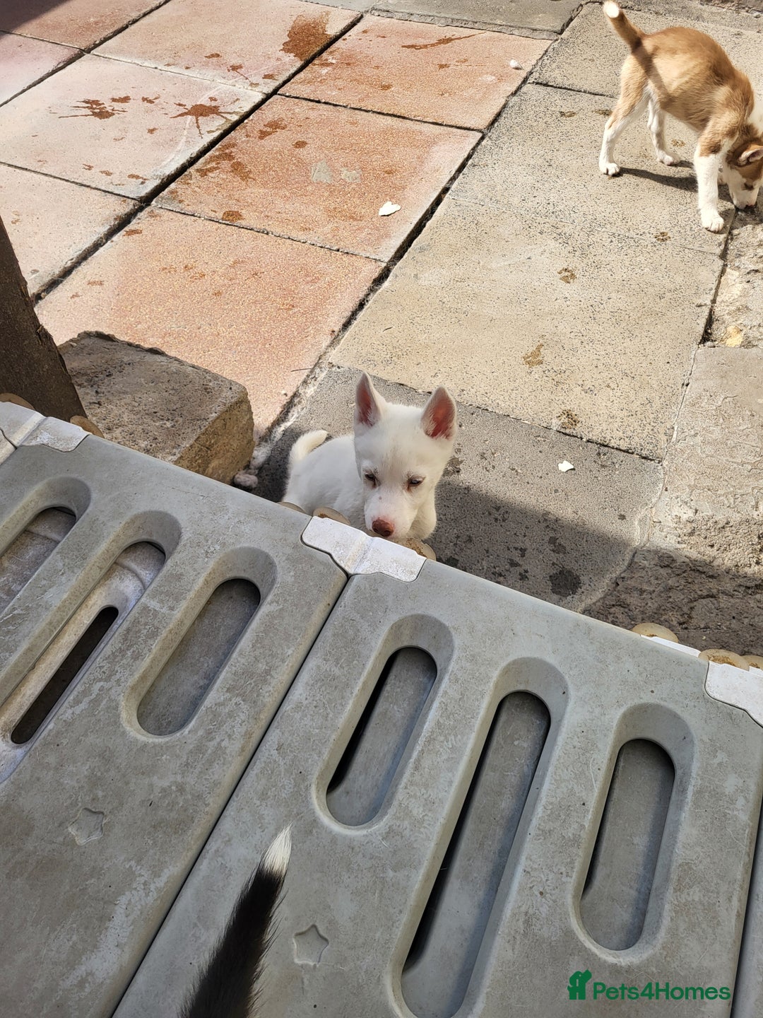 Siberian Husky dogs for sale: Siberian husky puppies (ready forever loving home) - Image 8