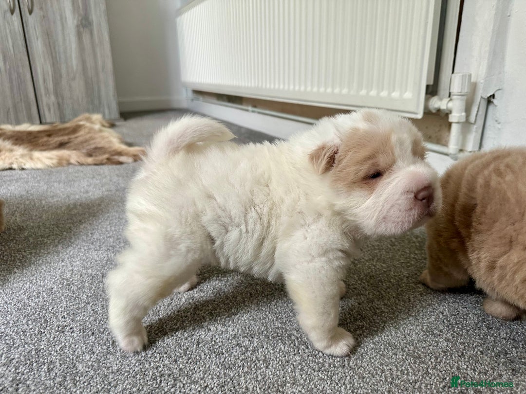 Shar Pei dogs for sale: Top quality bear coat sharpei  - Image 19