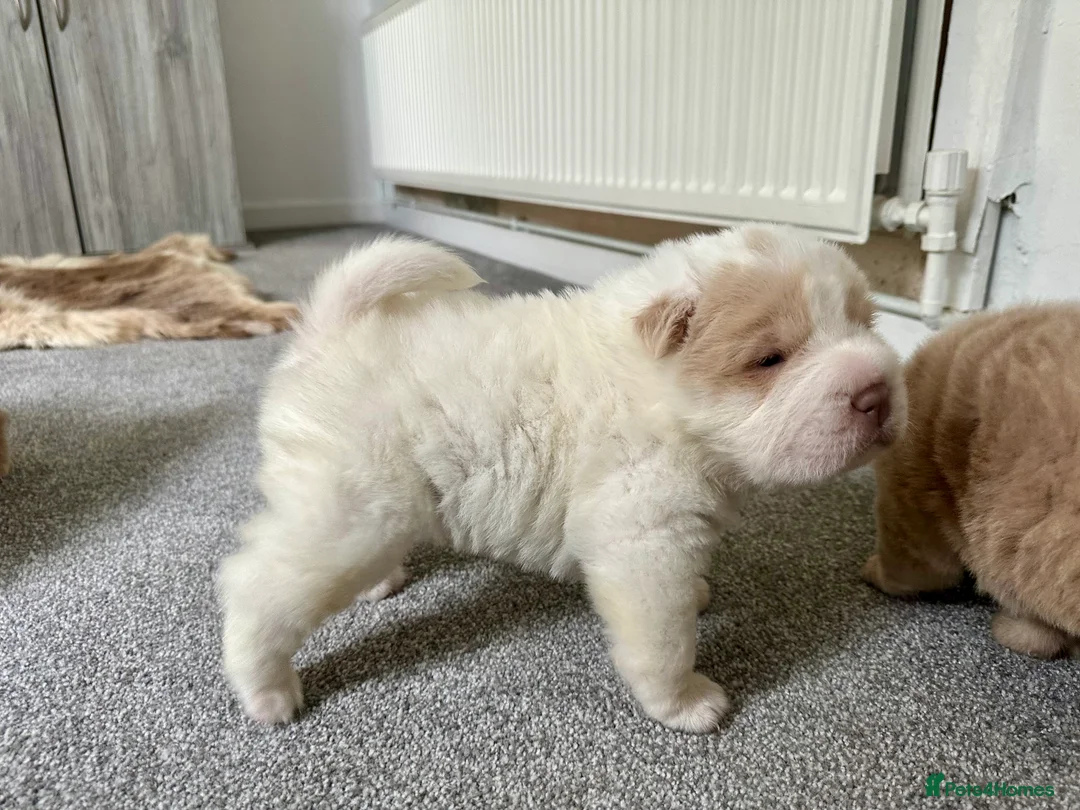 Shar Pei dogs for sale: Top quality bear coat sharpei  - Advert 24
