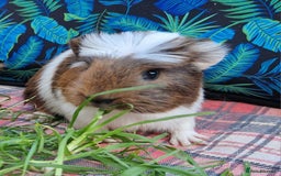 Guinea Pig rodents for sale: Handsome crested agouti shelte breed  - Image 14