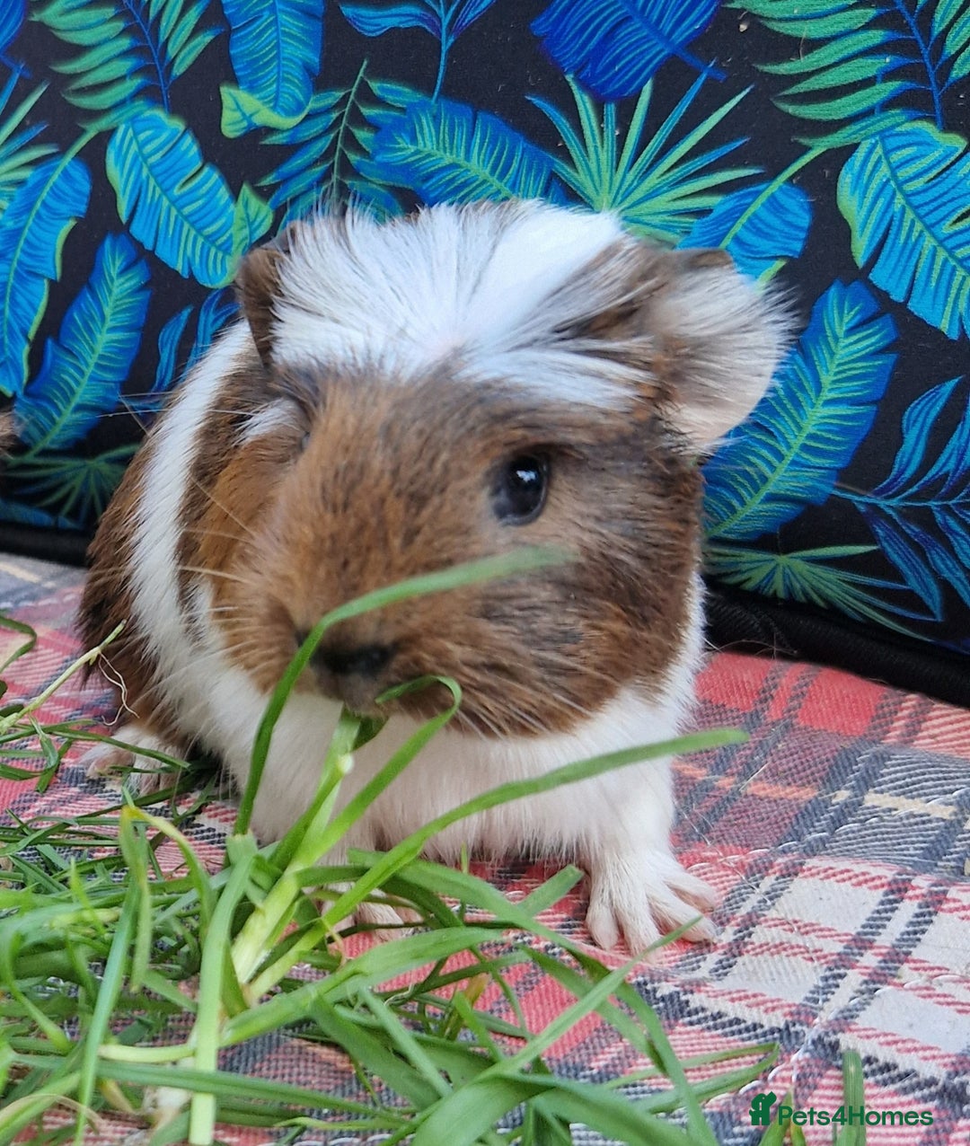 Guinea Pig rodents for sale: Handsome crested agouti shelte breed  - Image 14