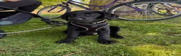 Goldador dogs for sale: Goldador for sale  - Advert 10